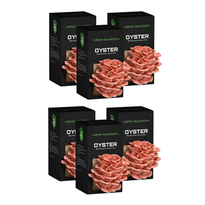 Pink Oyster Mushroom Grow Kit