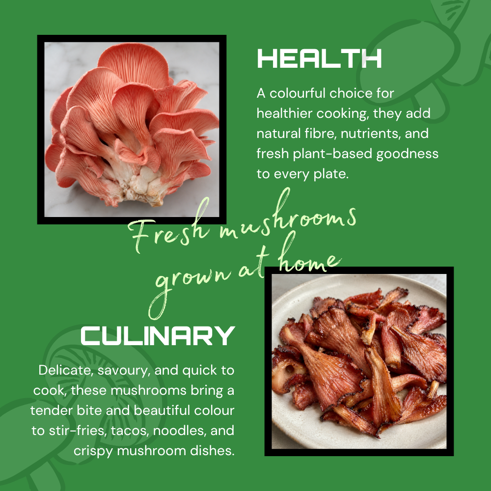 Pink Oyster Mushroom Grow Kit