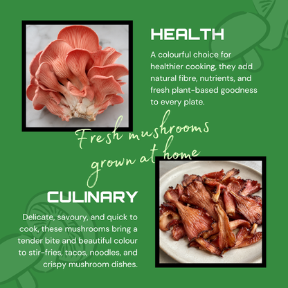 Pink Oyster Mushroom Grow Kit