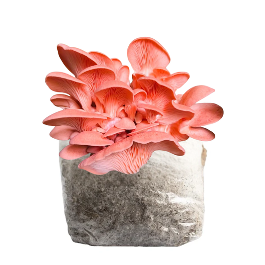 Pink Oyster Mushroom Fruiting Block Kit