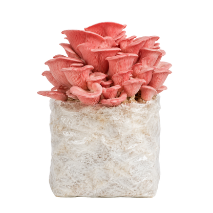 Pink Oyster Mushroom Fruiting Block Kit