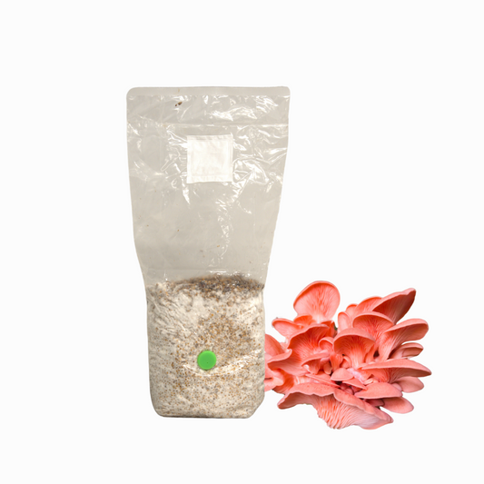 Pink Oyster Grain Spawn Bag