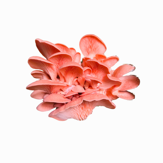 Pink Oyster Mushroom Liquid Culture