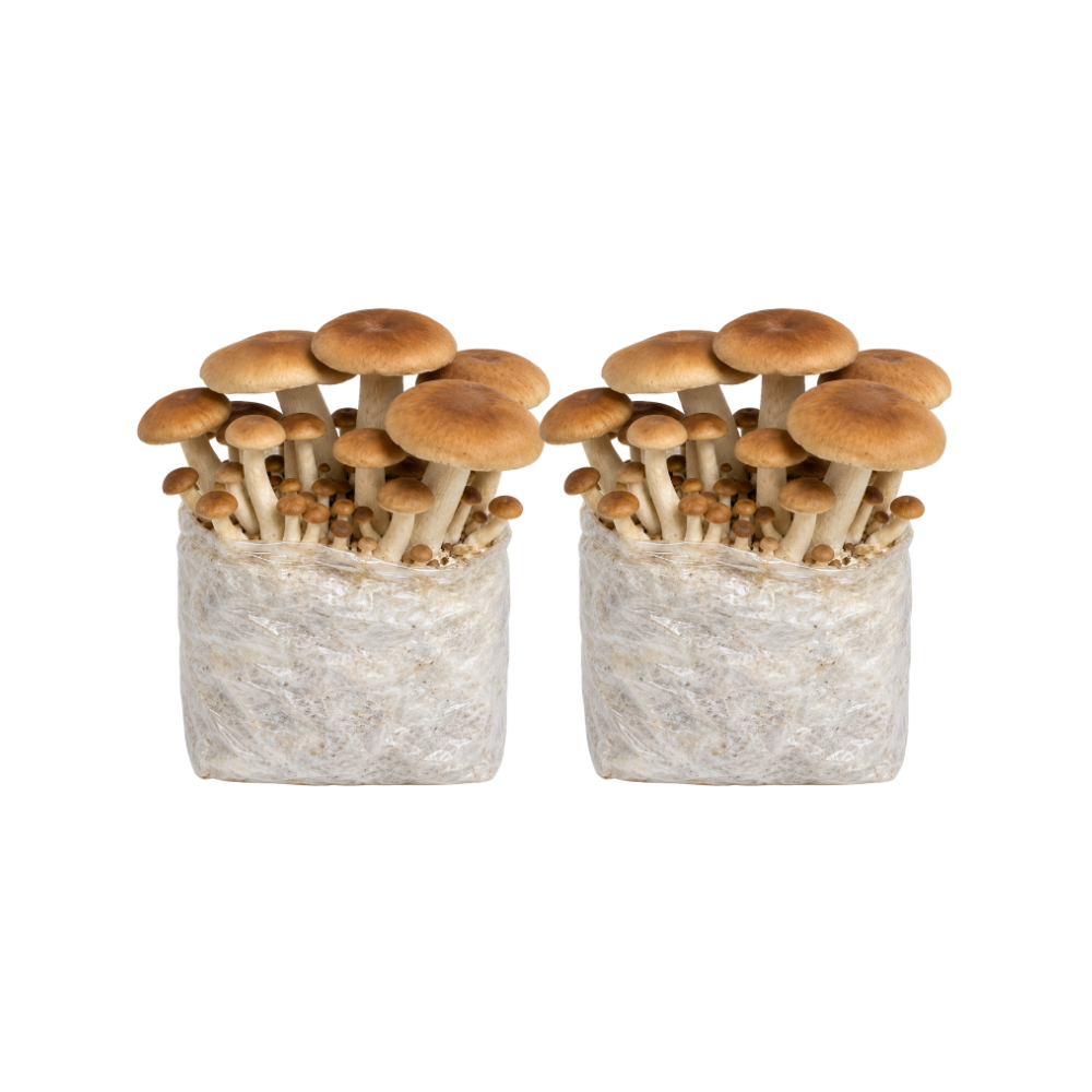 Pioppino Mushroom Fruiting Block Kit