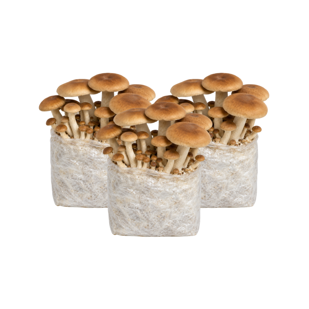 Pioppino Mushroom Fruiting Block Kit