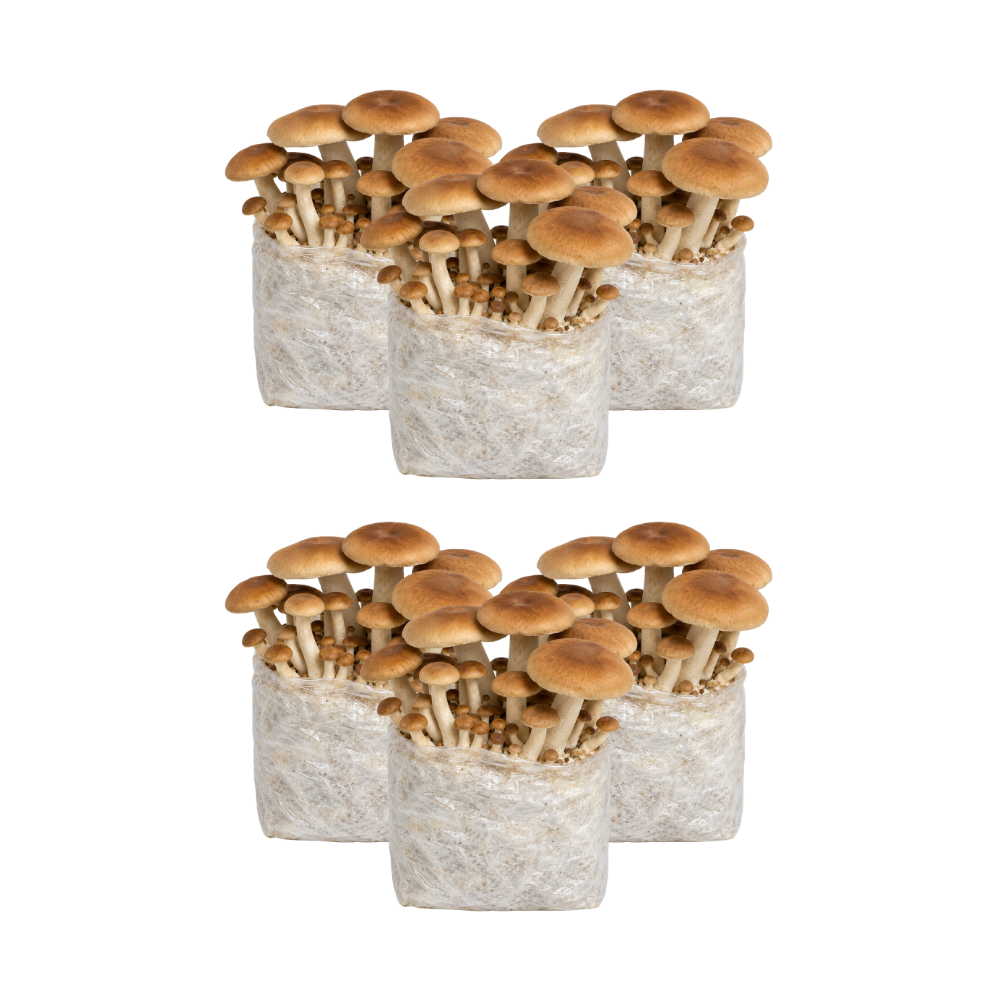 Pioppino Mushroom Fruiting Block Kit