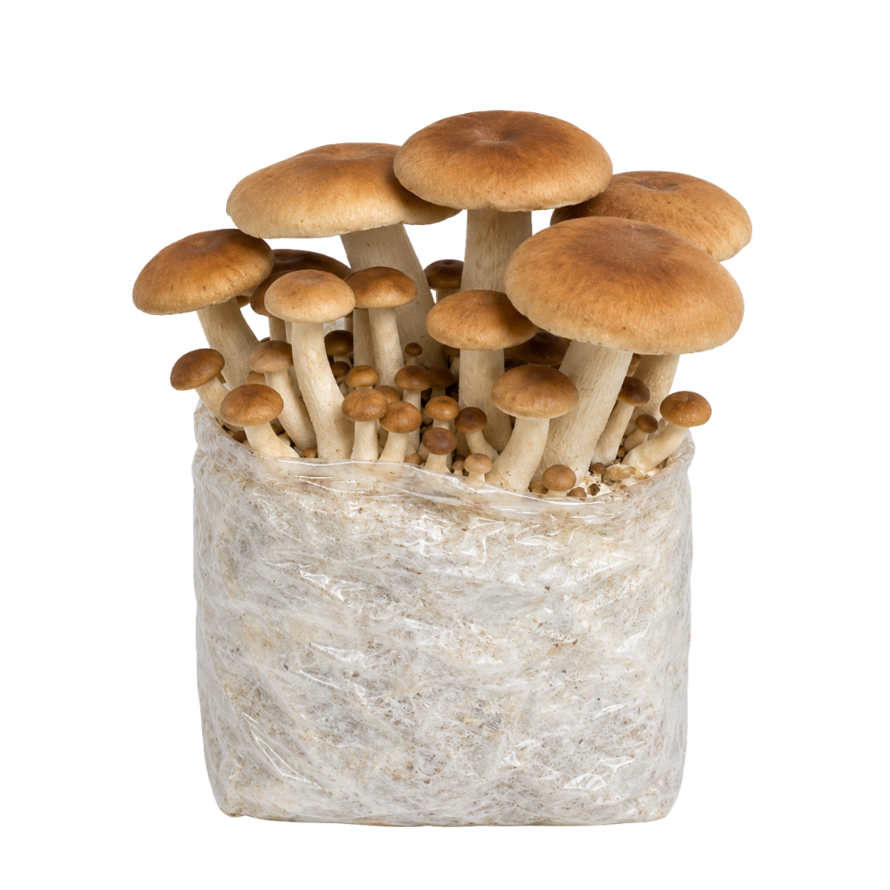Pioppino Mushroom Fruiting Block Kit