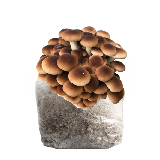 Pioppino Mushroom Fruiting Block Kit