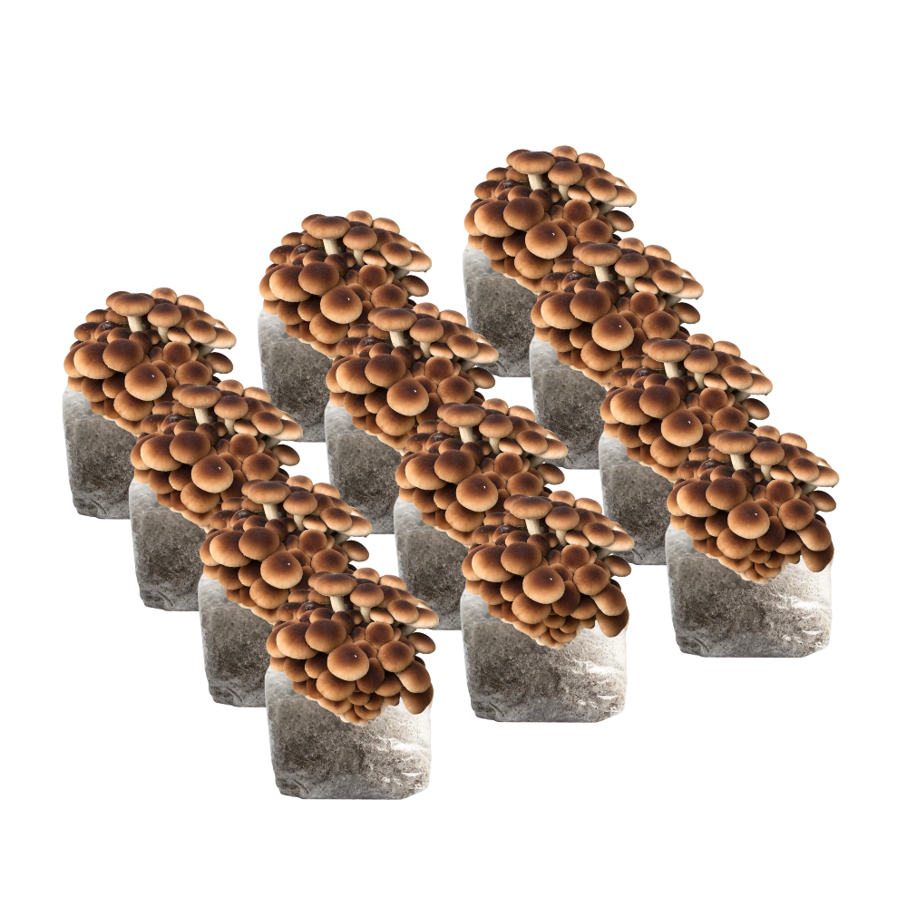 Pioppino Mushroom Fruiting Block Kit