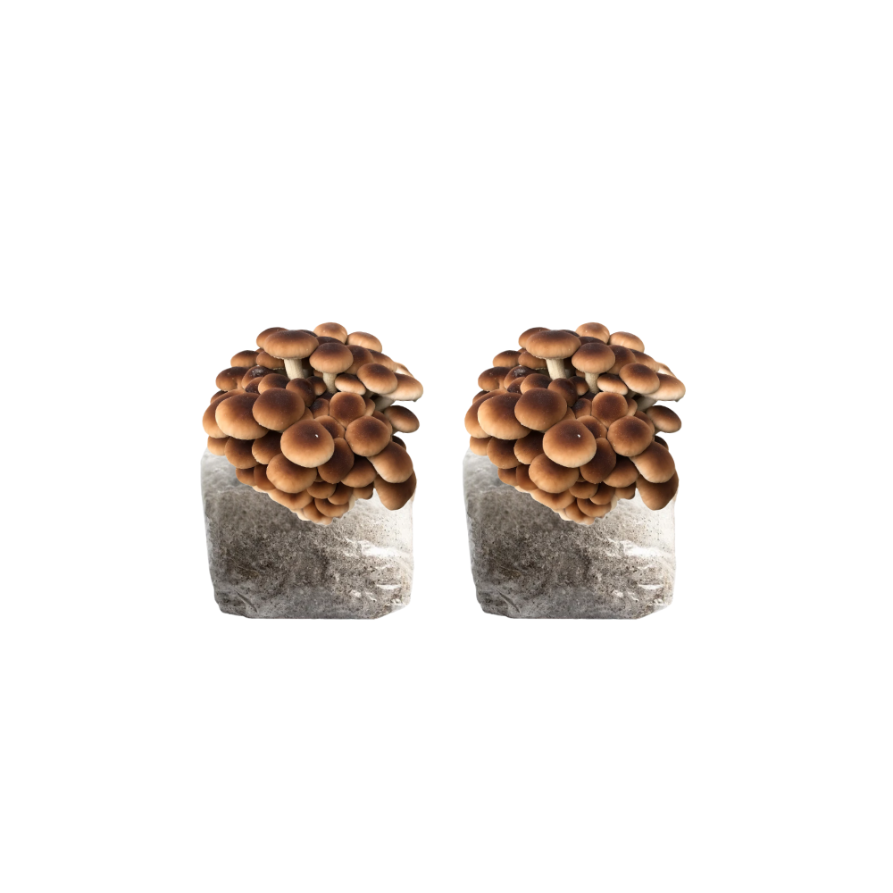Pioppino Mushroom Fruiting Block Kit