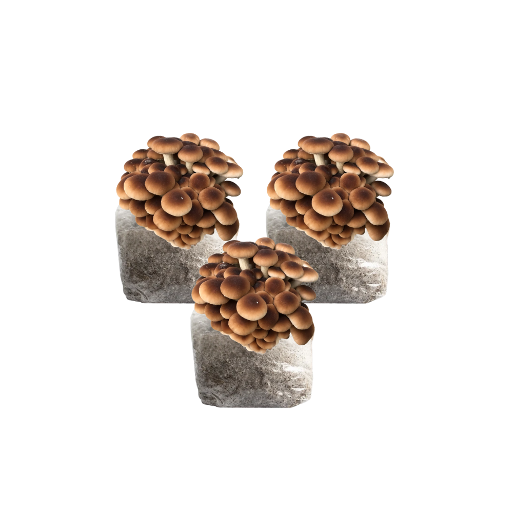 Pioppino Mushroom Fruiting Block Kit