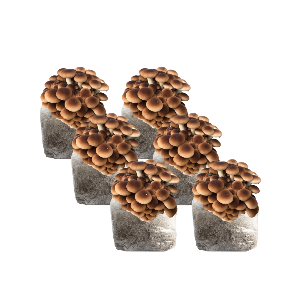 Pioppino Mushroom Fruiting Block Kit