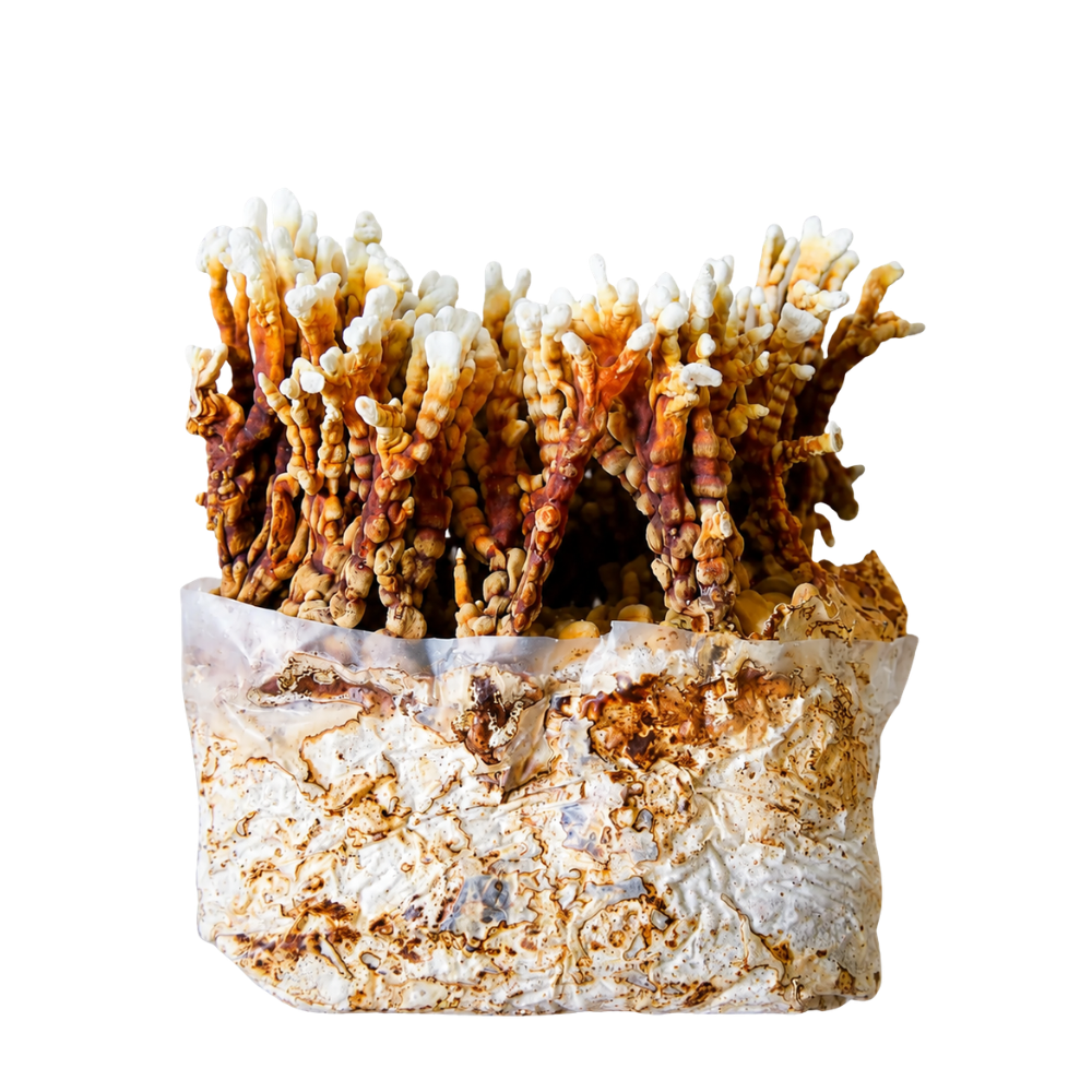 Reishi Mushroom Fruiting Block Kit