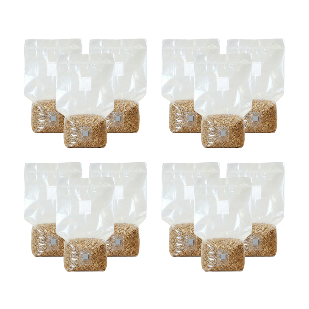Sterilised Rye Mushroom Grain Spawn Bag