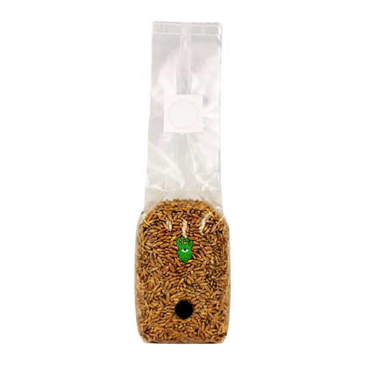 Sterilised Rye Mushroom Grain Spawn Bag