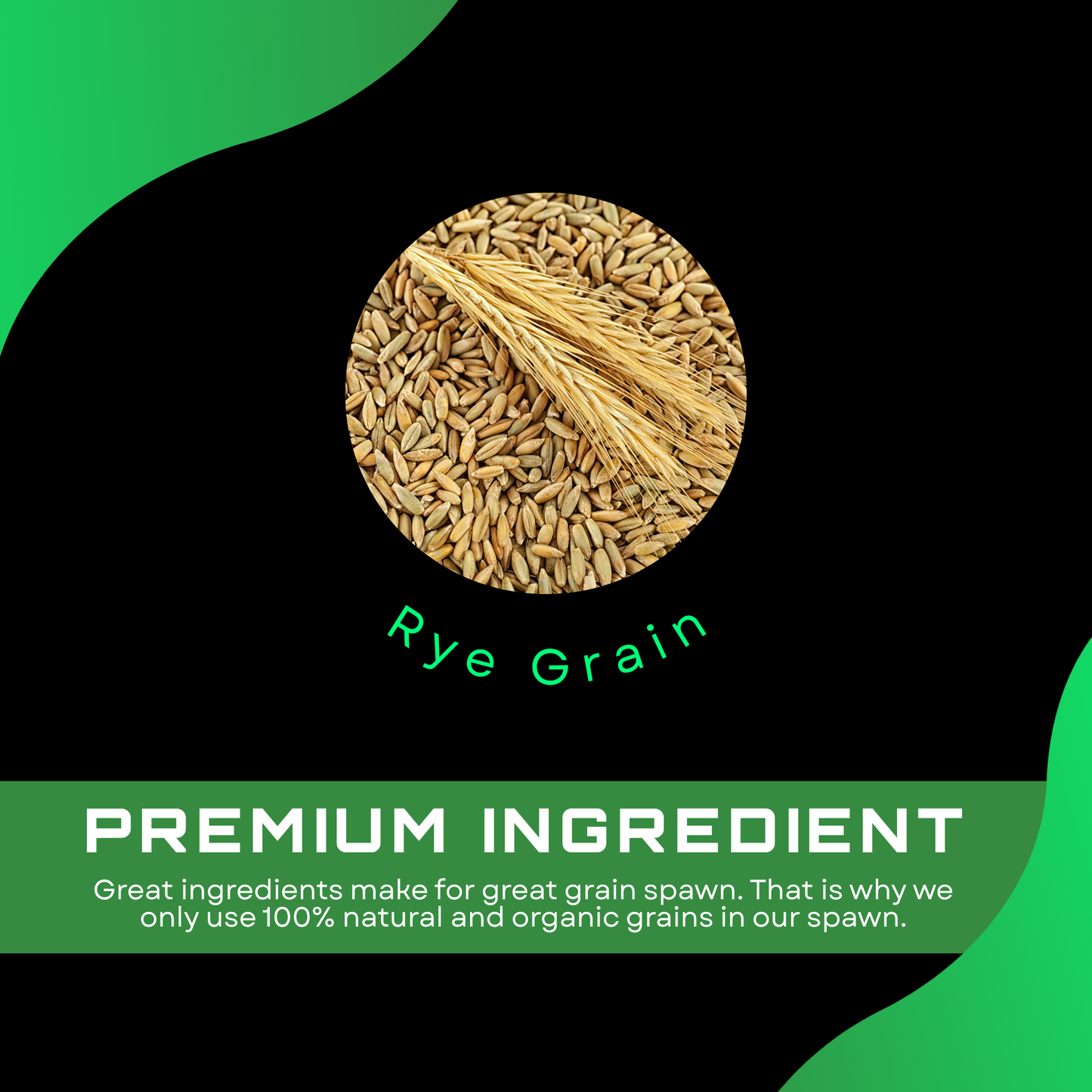 Sterilised Rye Mushroom Grain Spawn Bag