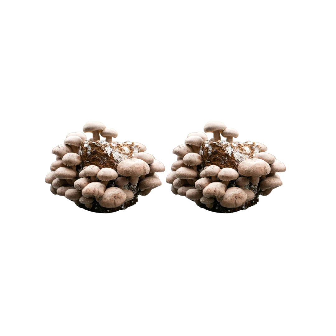 Shiitake Grow Kit