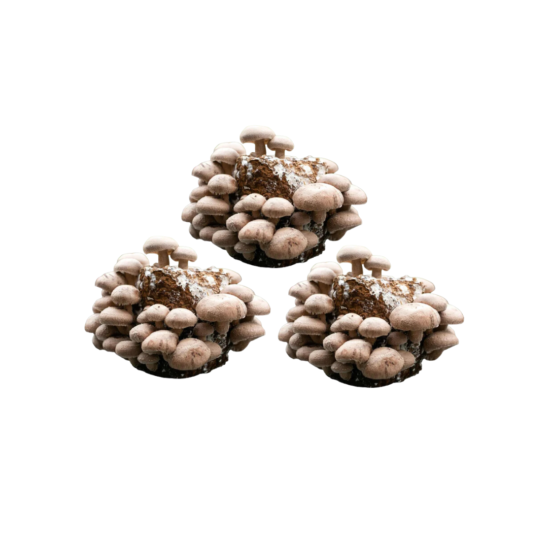 Shiitake Grow Kit