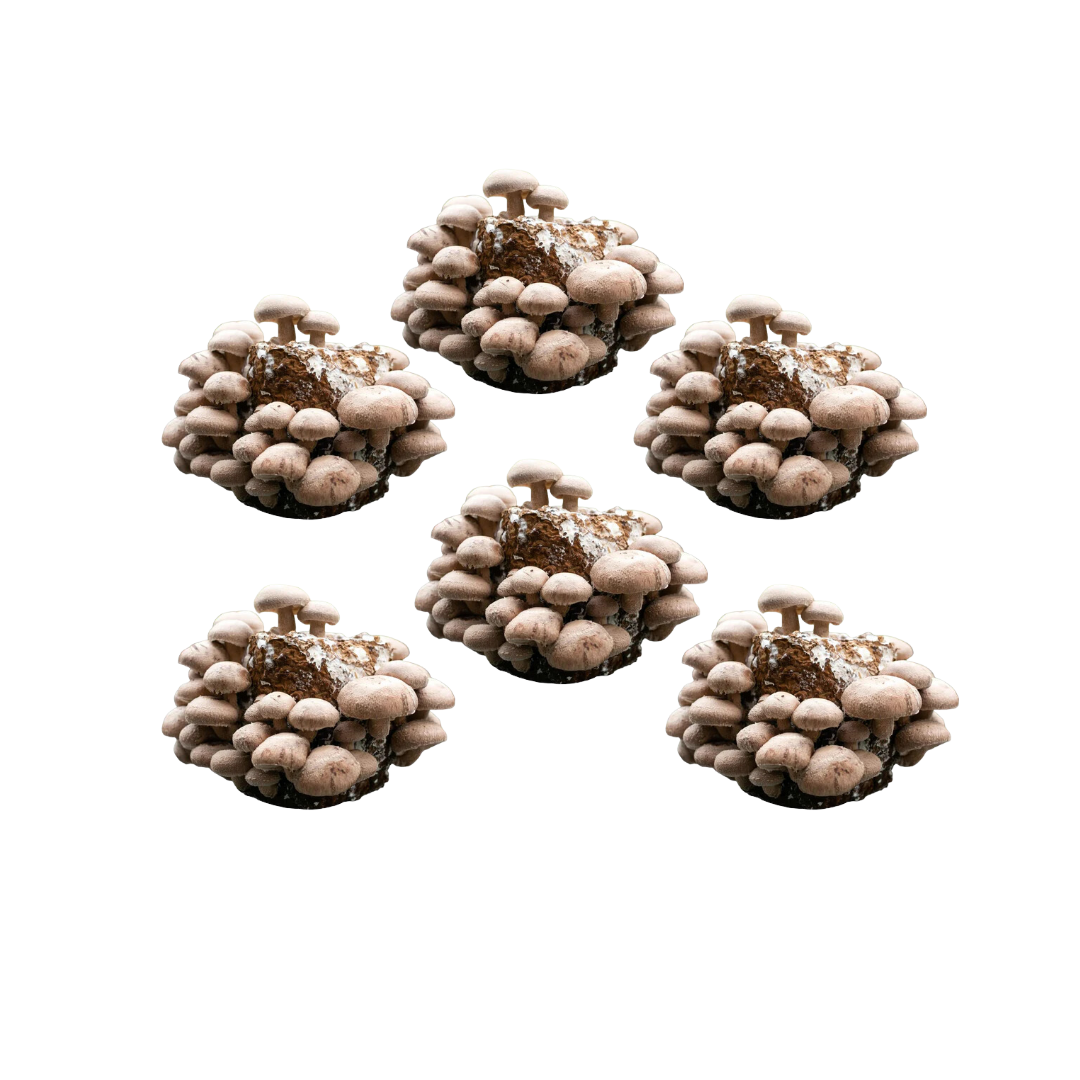 Shiitake Grow Kit