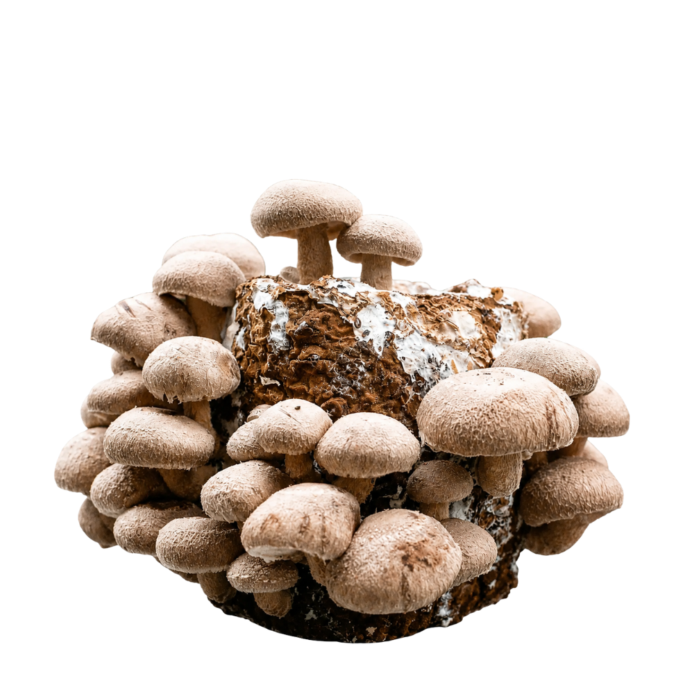 Shiitake Mushroom Fruiting Block Kit