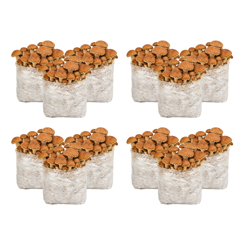 Speckled Chestnut Mushroom Fruiting Block Kit
