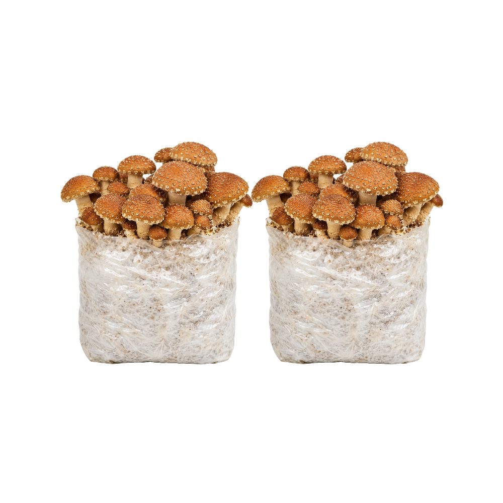 Speckled Chestnut Mushroom Fruiting Block Kit