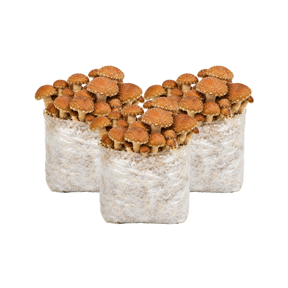 Speckled Chestnut Mushroom Fruiting Block Kit