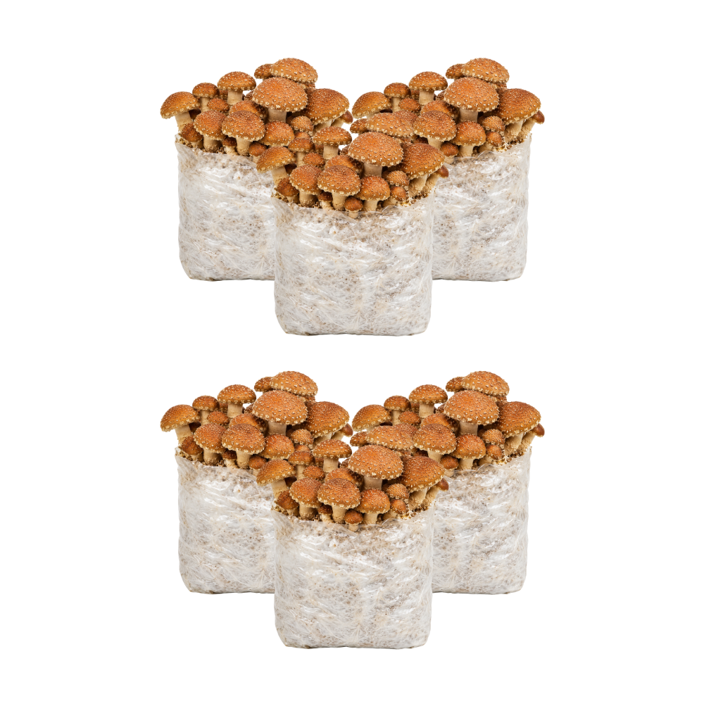 Speckled Chestnut Mushroom Fruiting Block Kit