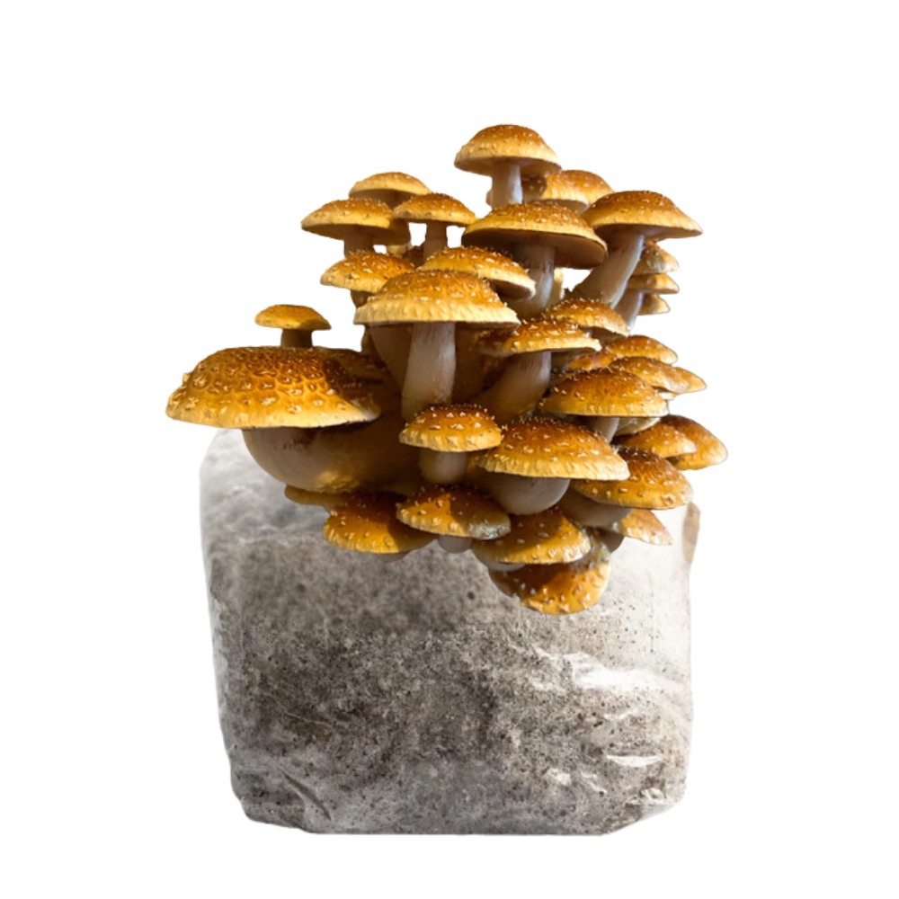 Speckled Chestnut Mushroom Fruiting Block Kit