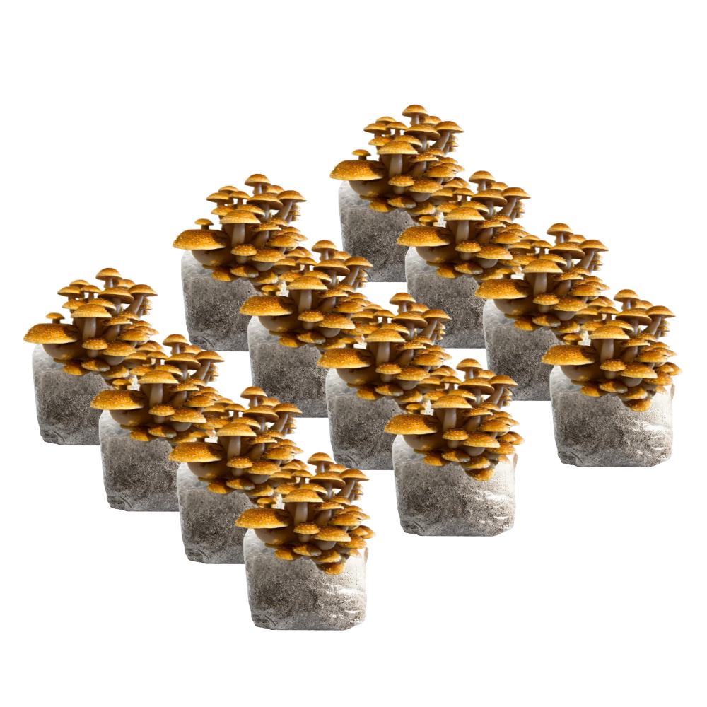 Speckled Chestnut Mushroom Fruiting Block Kit