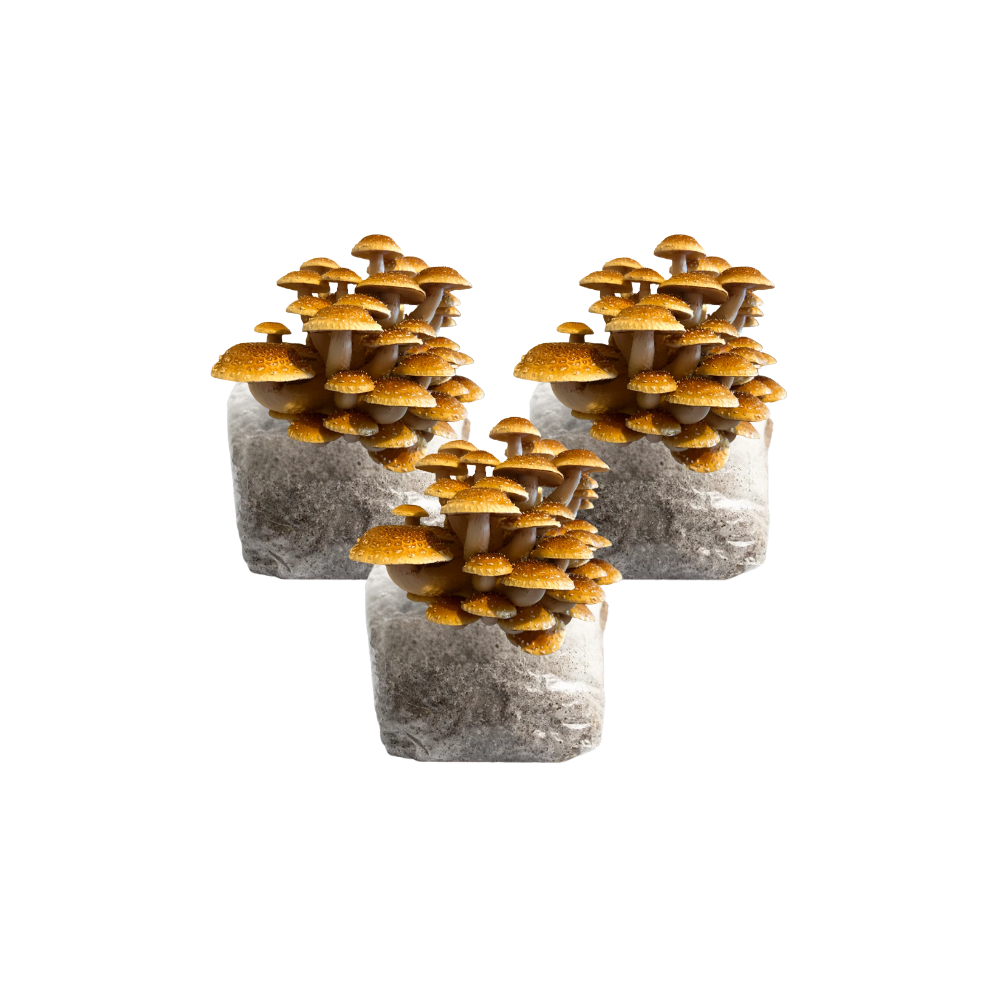 Speckled Chestnut Mushroom Fruiting Block Kit