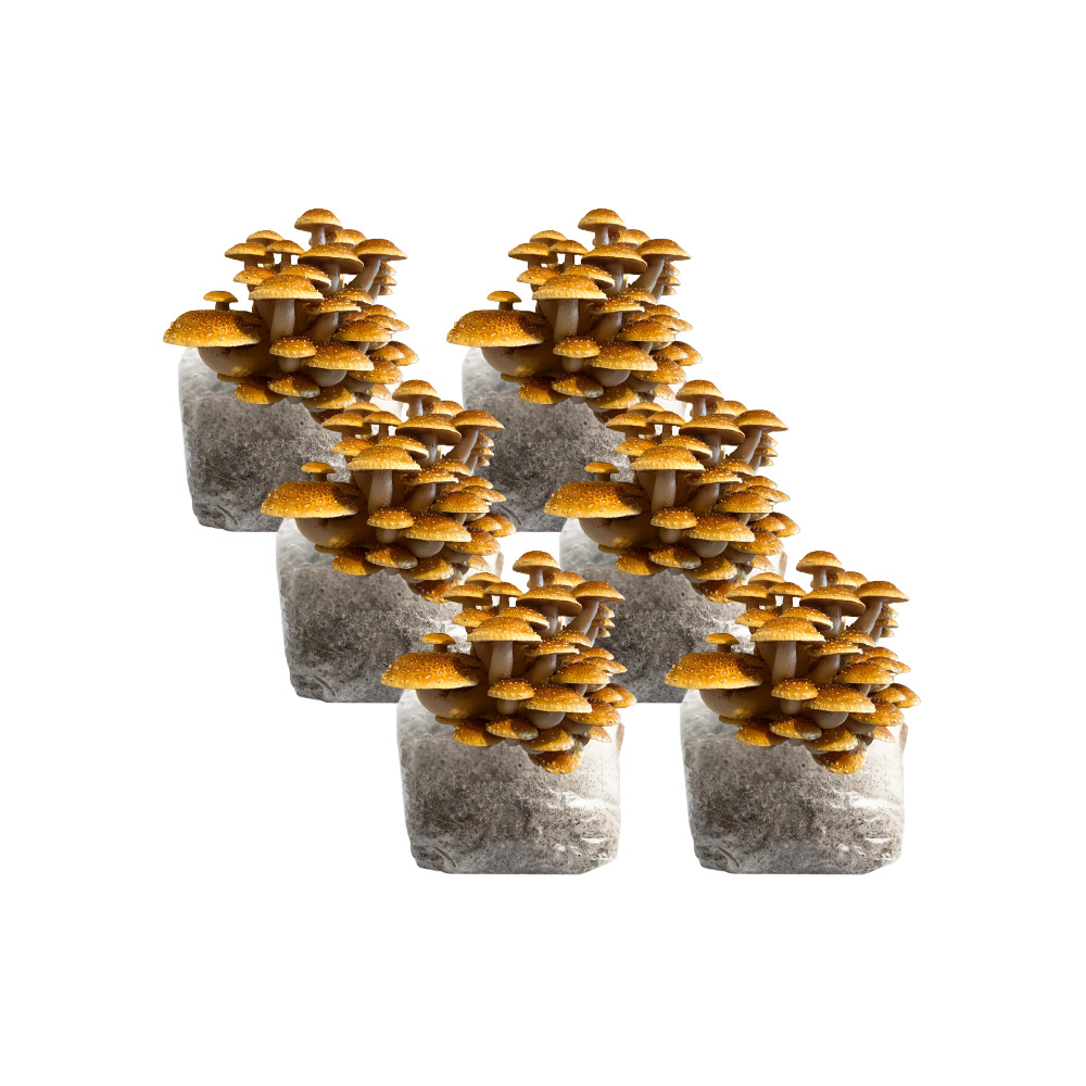 Speckled Chestnut Mushroom Fruiting Block Kit