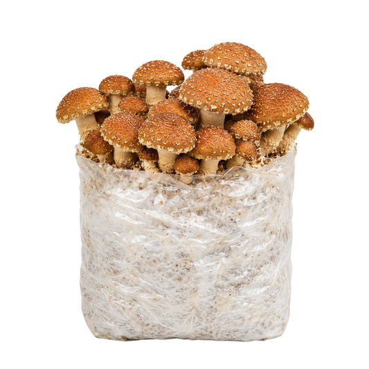 Speckled Chestnut Mushroom Fruiting Block Kit