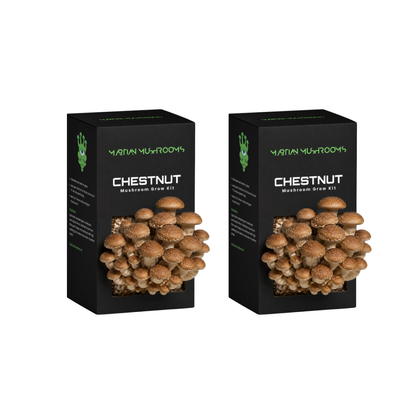 Speckled Chestnut Mushroom Grow Kit