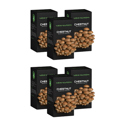 Speckled Chestnut Mushroom Grow Kit