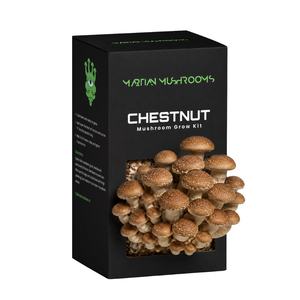 Speckled Chestnut