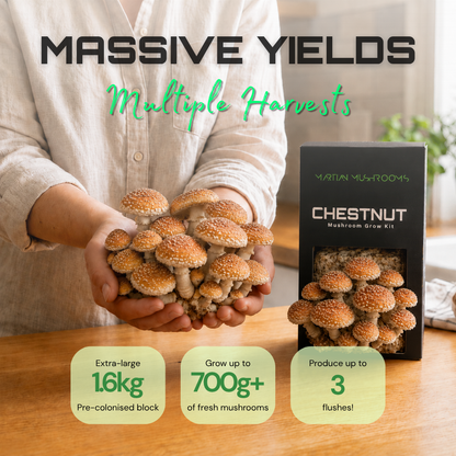 Speckled Chestnut Mushroom Grow Kit