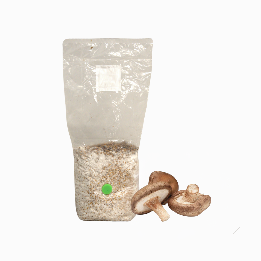 Shiitake Grain Spawn Bag