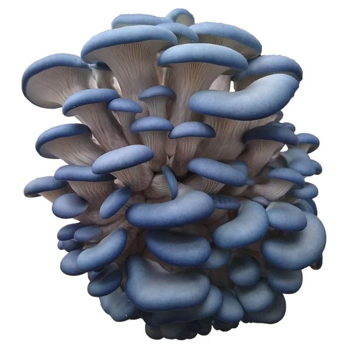 Blue Oyster Mushroom Liquid Culture