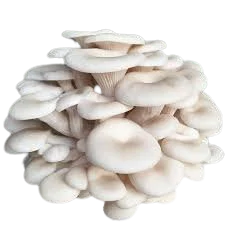 Elm Oyster Mushroom Liquid Culture