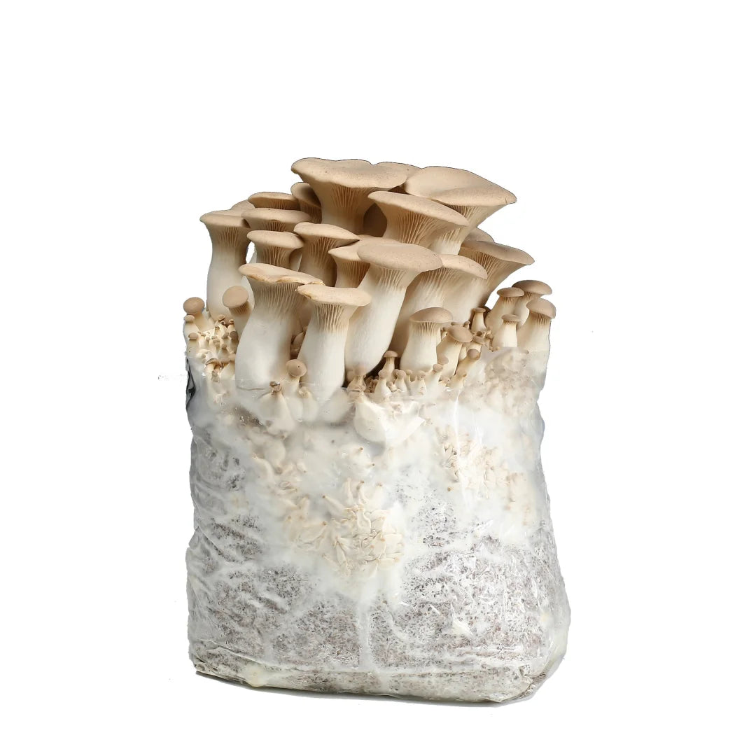 King Oyster Grow Kit