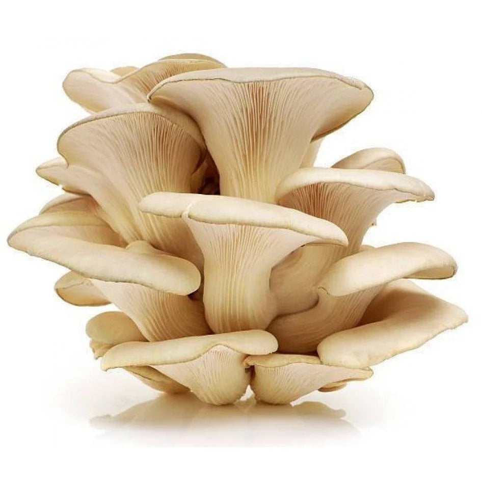 Pearl Oyster Mushroom Liquid Culture